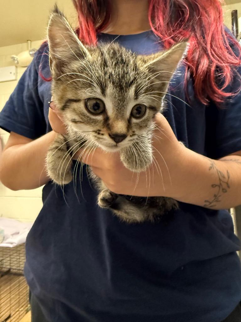 Enlarge Gumdrop, a Adoptable mixed breed in Mineral, VA image 1/1