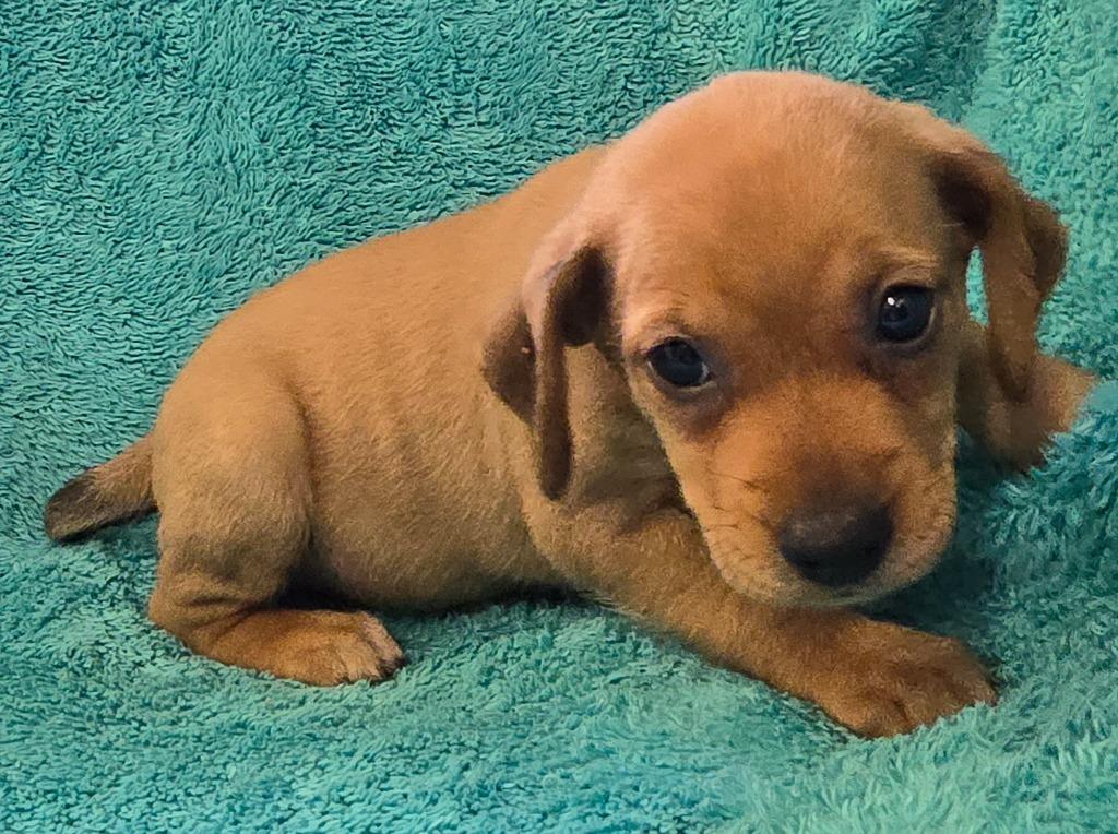 Phoebe, Adopted, Puppy Female Beagle & Dachshund.