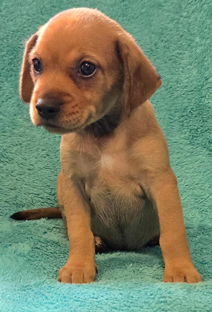 Enlarge Phoebe, a Adopted mixed breed in Murphysboro, IL image 2/4