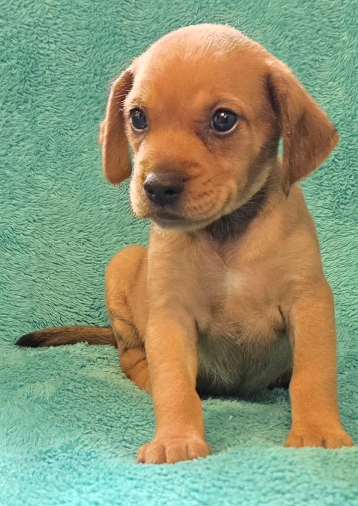 Enlarge Phoebe, a Adopted mixed breed in Murphysboro, IL image 3/4