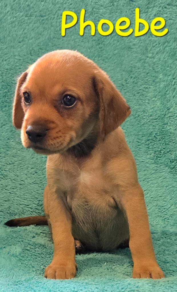 Enlarge Phoebe, a Adopted mixed breed in Murphysboro, IL image 4/4