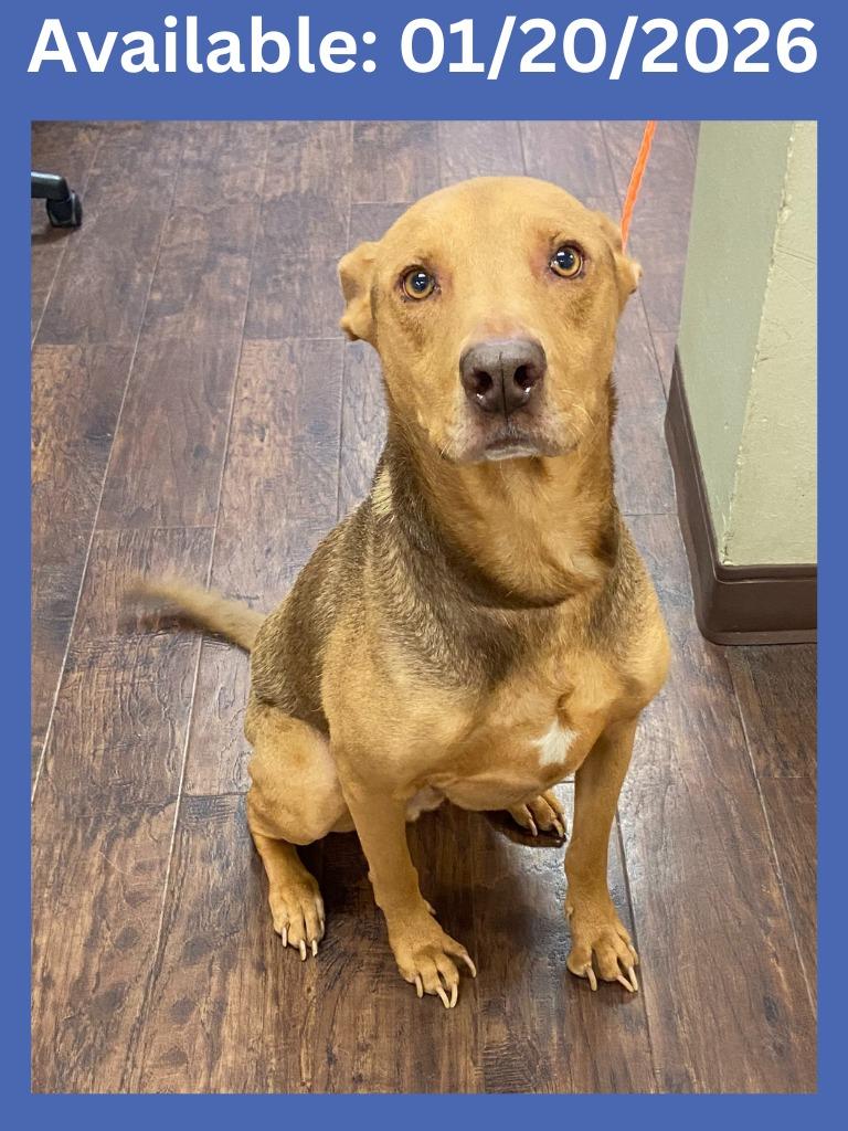 Enlarge Dog Kennel #28 Chance, a Adoptable mixed breed in Greenville, TX image 1/1