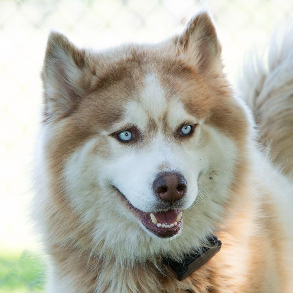 Theo, Adoptable, Adult Male Husky.