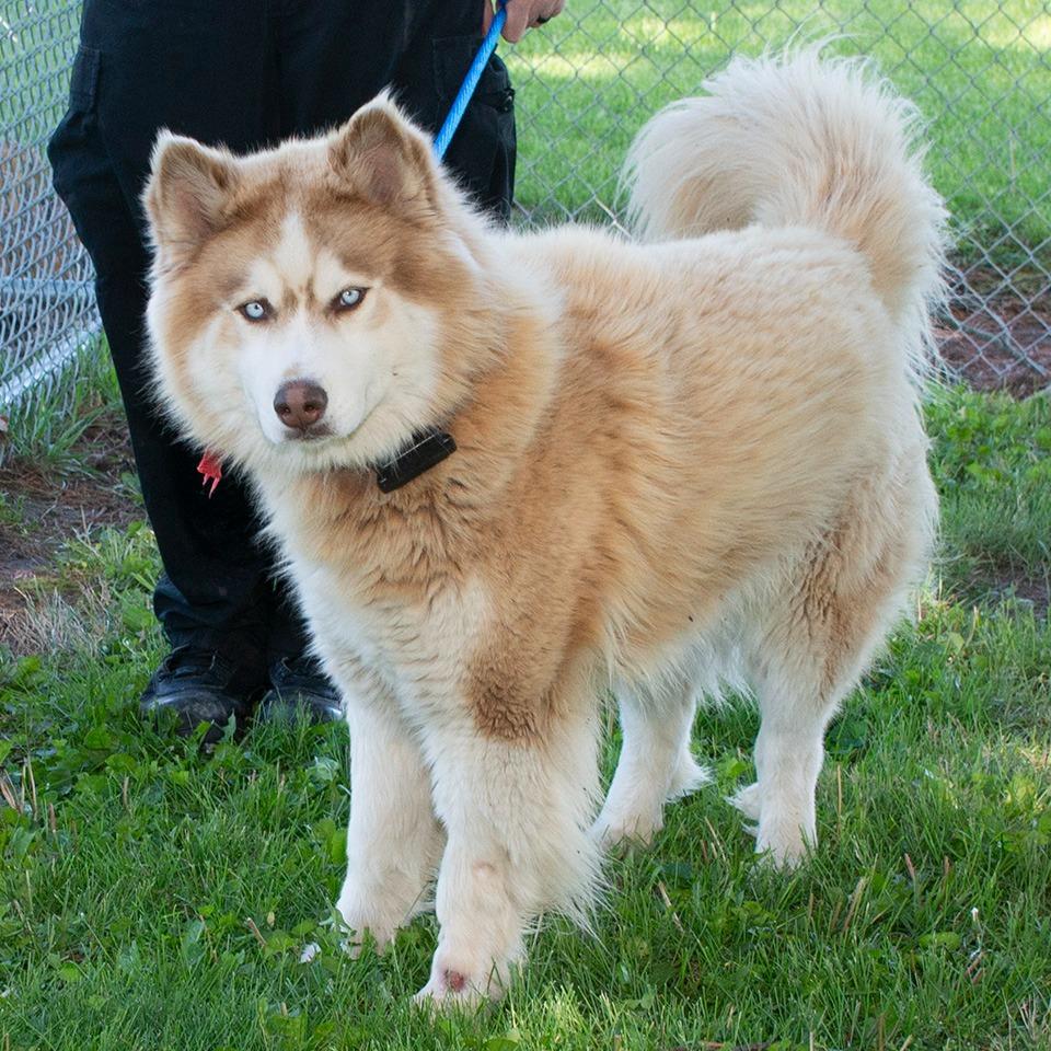 Enlarge Theo, a Adoptable Husky in Troy, OH image 2/3