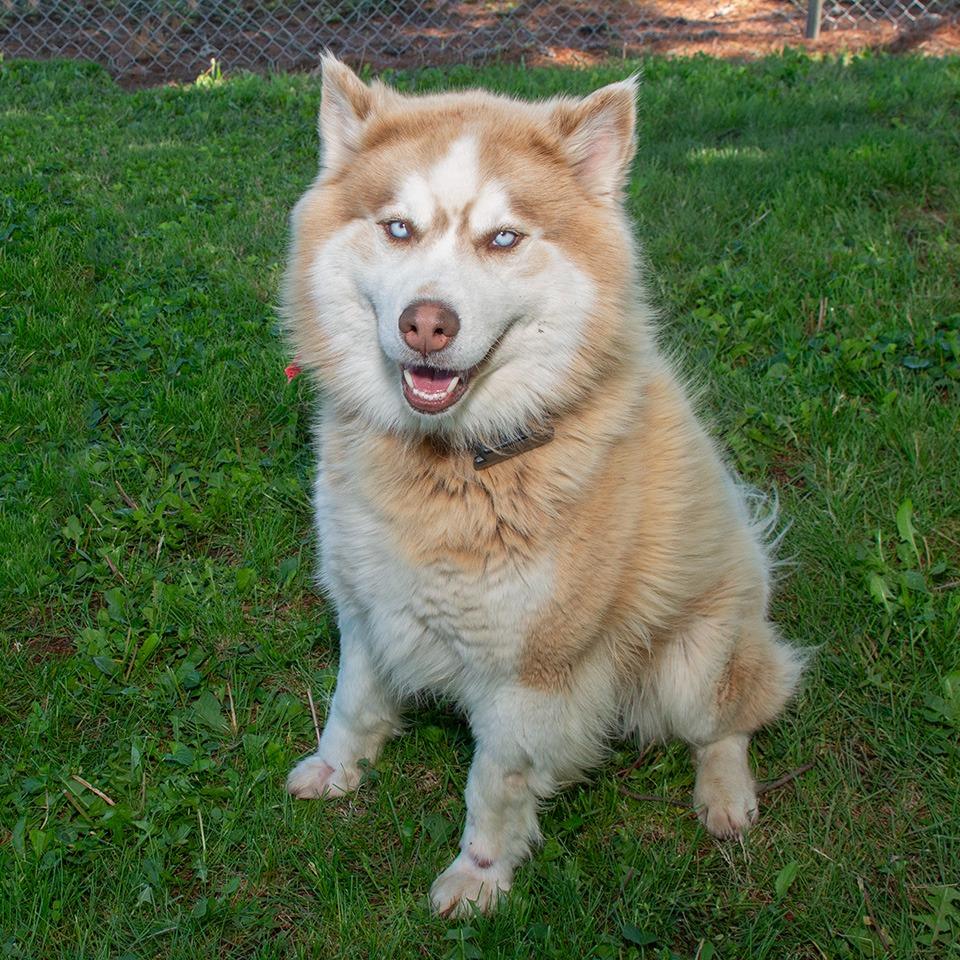 Enlarge Theo, a Adoptable Husky in Troy, OH image 3/3
