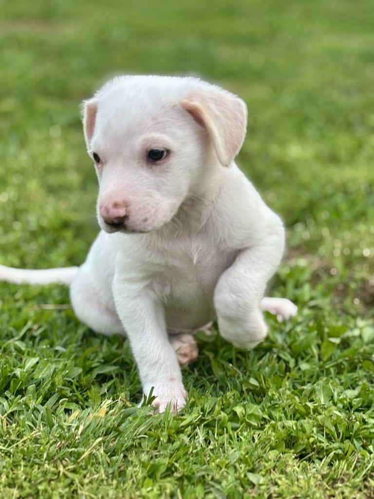 Bolt thumbnail 6