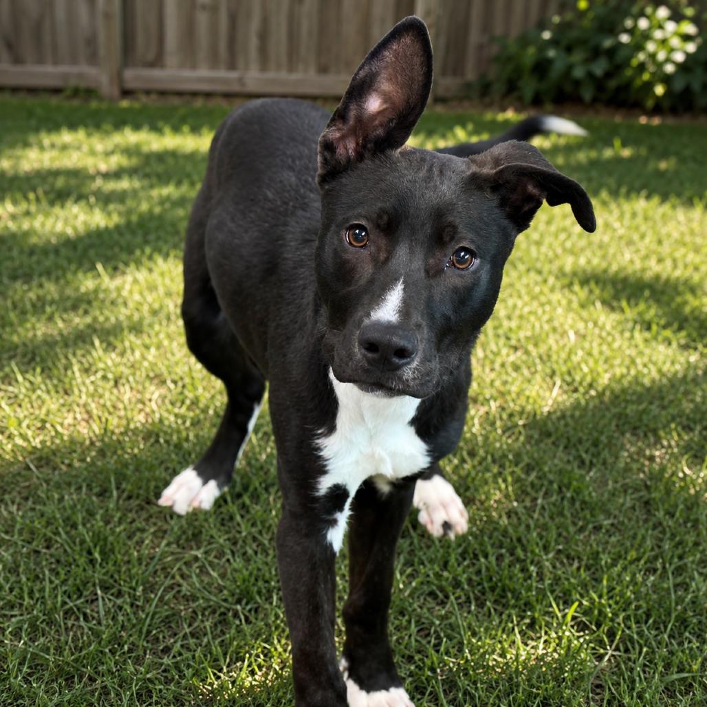 Darth Mittens, a Adoptable mixed breed in Norman, OK image 2/4