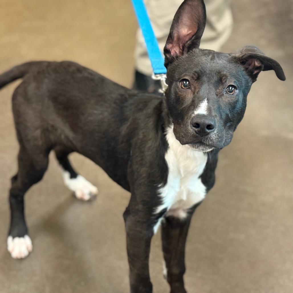 Darth Mittens, Adoptable, Puppy Male Pit Bull Terrier & Mixed Breed.