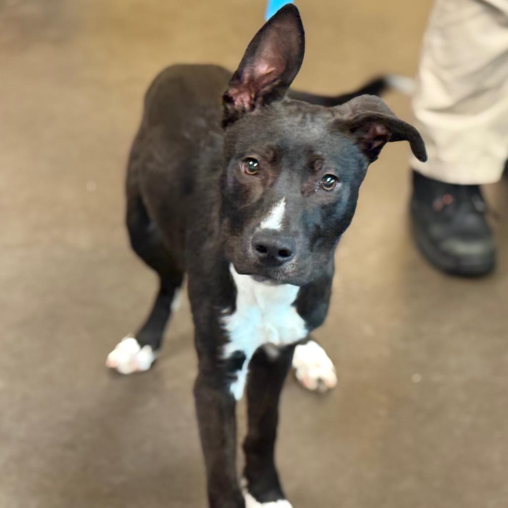 Enlarge Darth Mittens, a Adoptable mixed breed in Norman, OK image 2/2