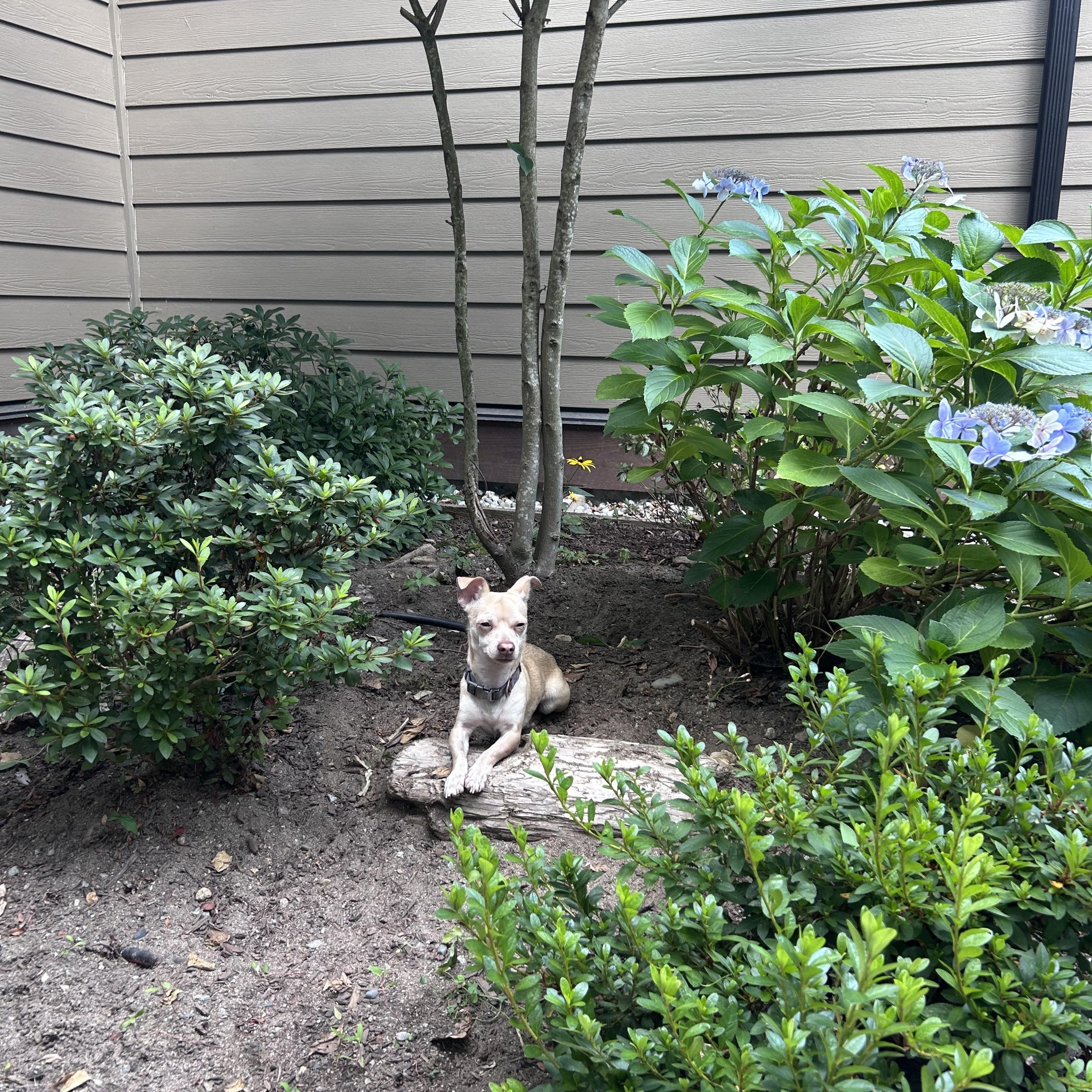 STEWIE ( Urgent foster needed ), an adopted Chihuahua in Abbotsford, BC image 2/4