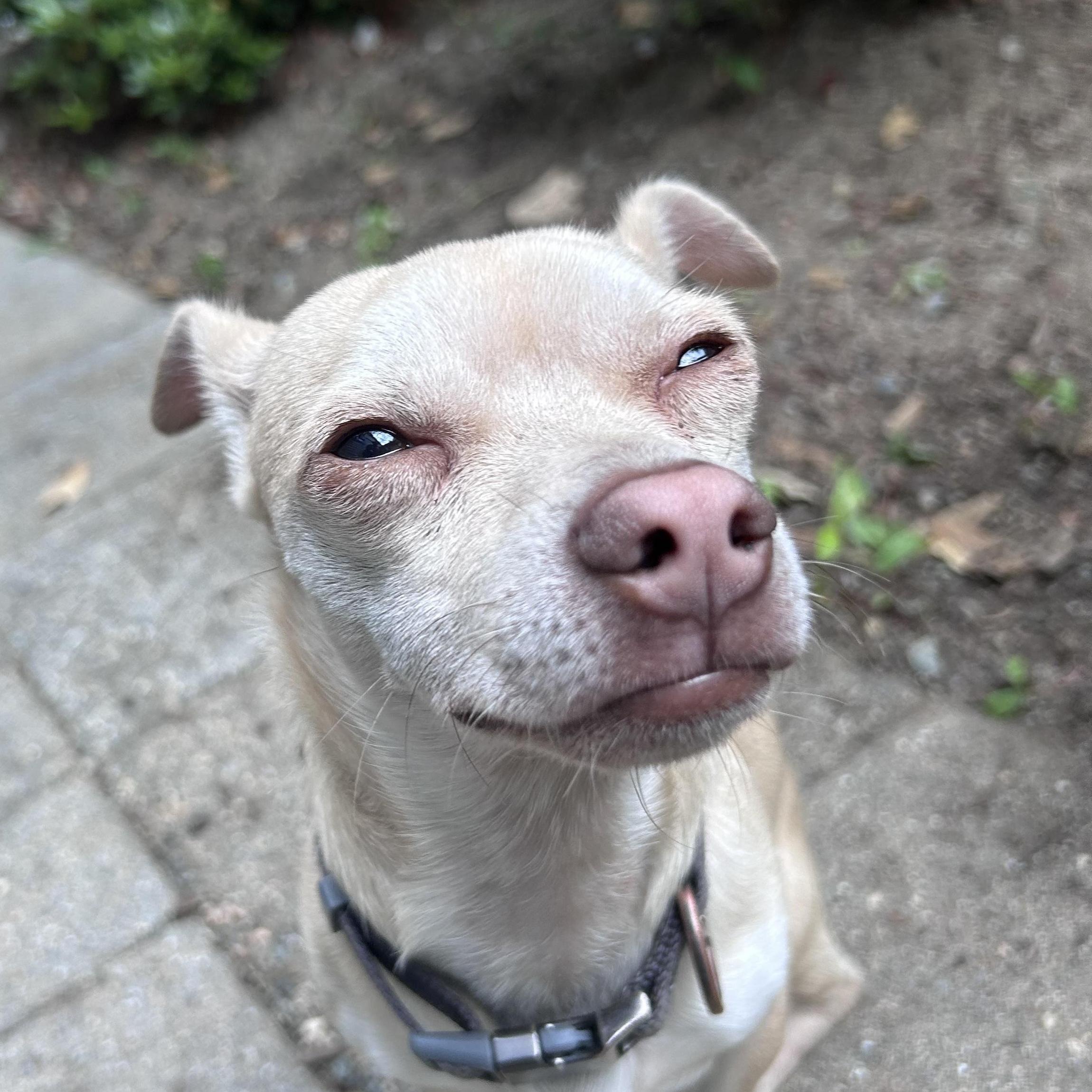 STEWIE ( Urgent foster needed ), adopted, Young Male Chihuahua.