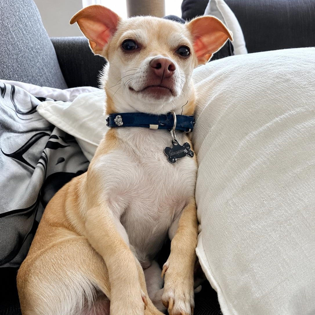 STEWIE ( Urgent foster needed ), an adopted Chihuahua in Abbotsford, BC image 3/4