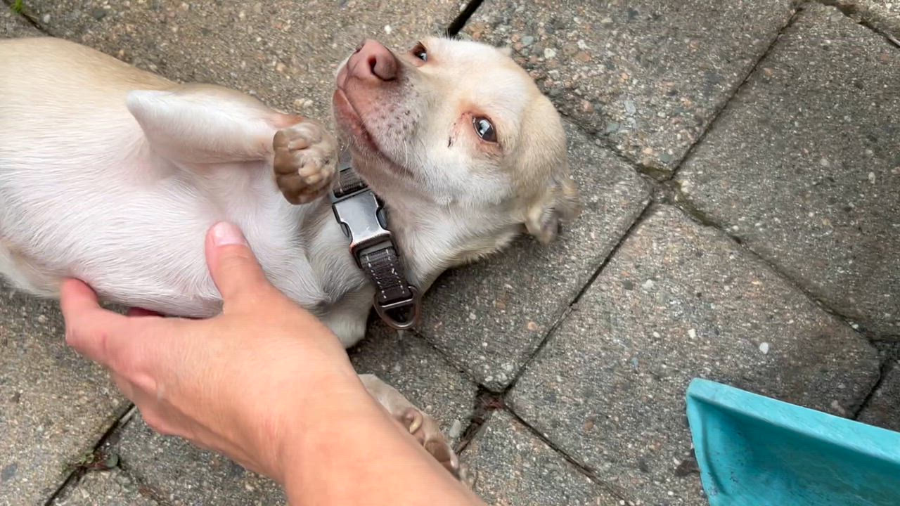 Enlarge STEWIE ( Urgent foster needed ), an adopted Chihuahua in Abbotsford, BC video 4/4