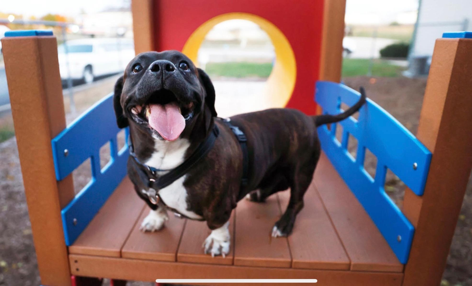 Chubs, a Adoptable mixed breed in Columbia, MO image 1/4