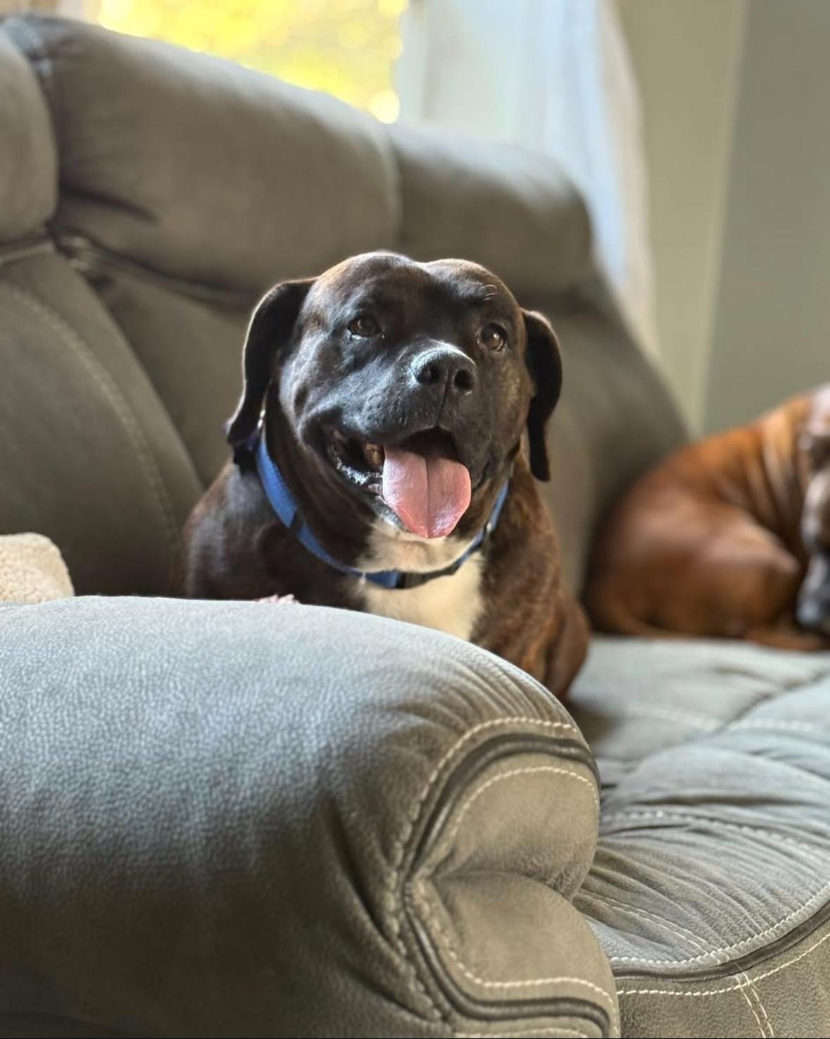 Chubs, a Adoptable mixed breed in Columbia, MO image 4/4