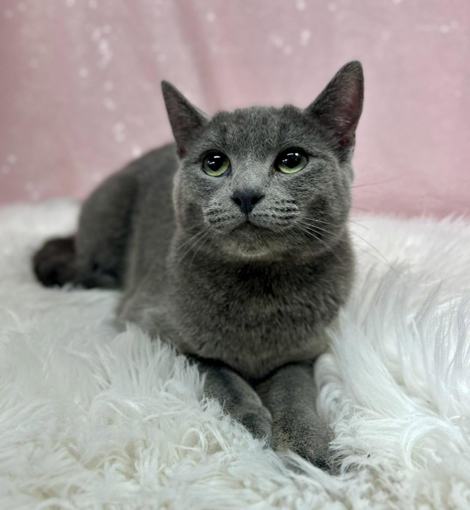Destiny, Adoptable, Adult Female Domestic Short Hair.