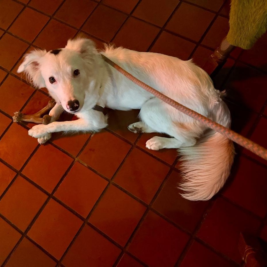 Enlarge Dottie, an adopted Border Collie in Austin, TX image 2/6