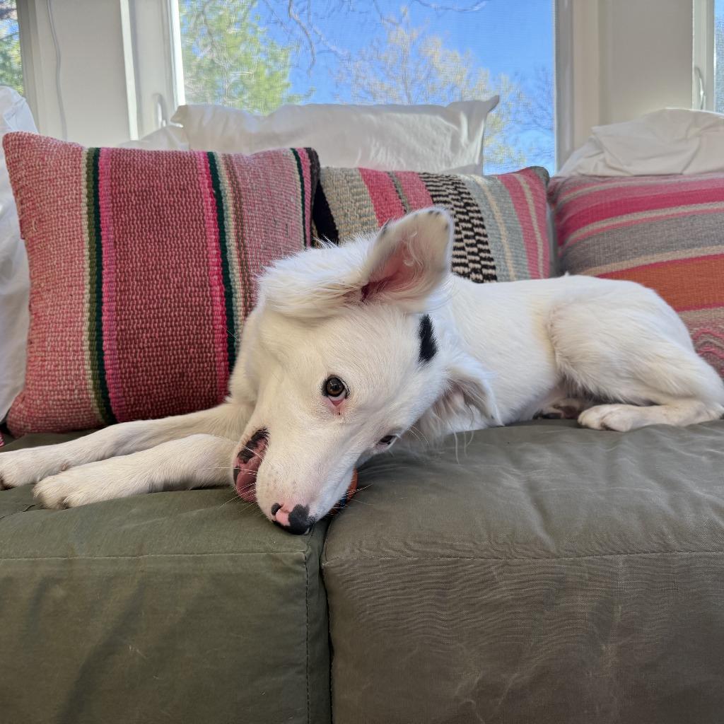 Enlarge Dottie, an adopted Border Collie in Austin, TX image 3/6