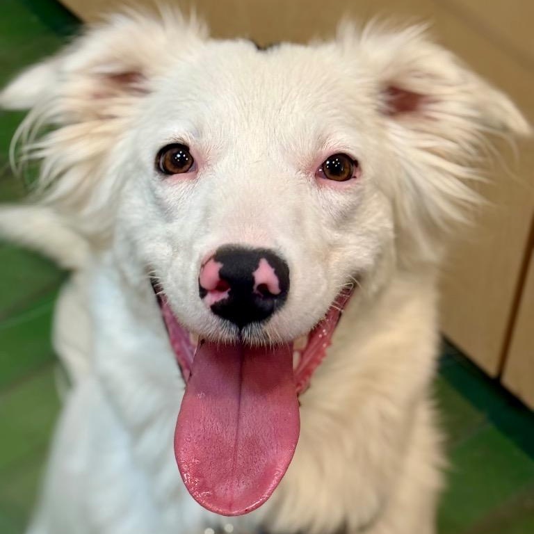 Enlarge Dottie, an adopted Border Collie in Austin, TX image 6/6
