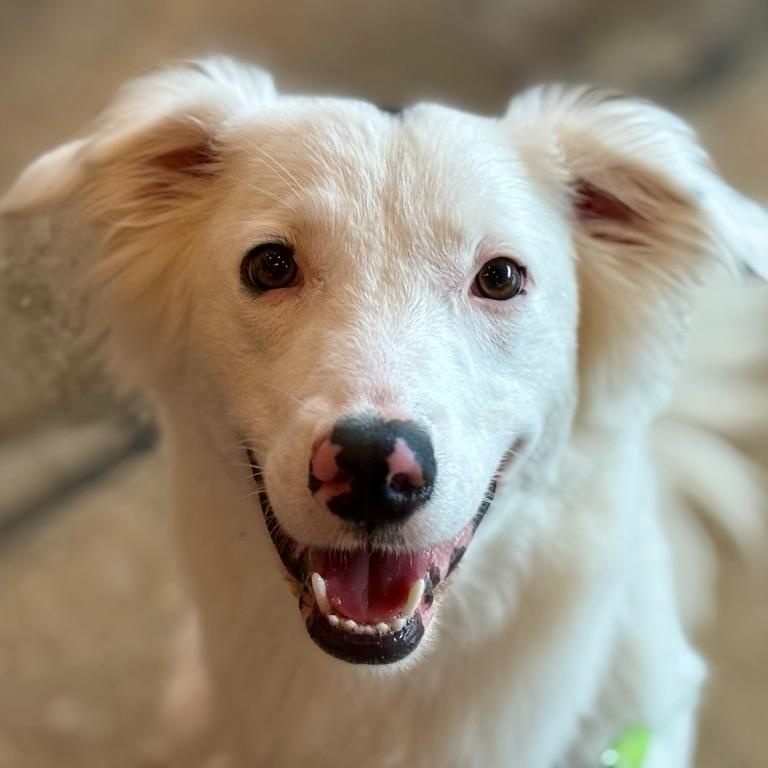 Enlarge Dottie, an adopted Border Collie in Austin, TX image 5/6