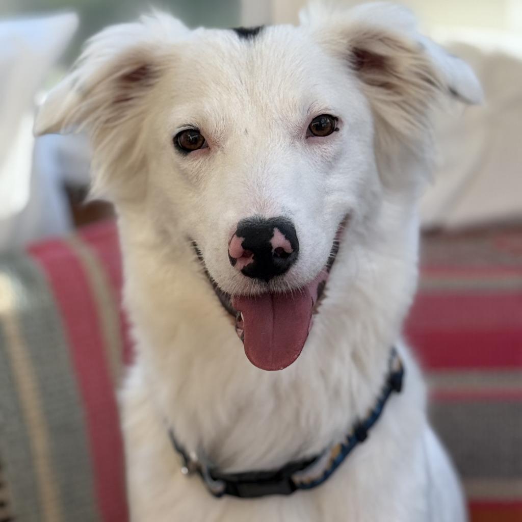 Enlarge Dottie, an adopted Border Collie in Austin, TX image 1/6