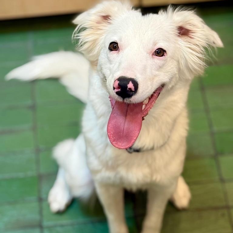Enlarge Dottie, an adopted Border Collie in Austin, TX image 4/6