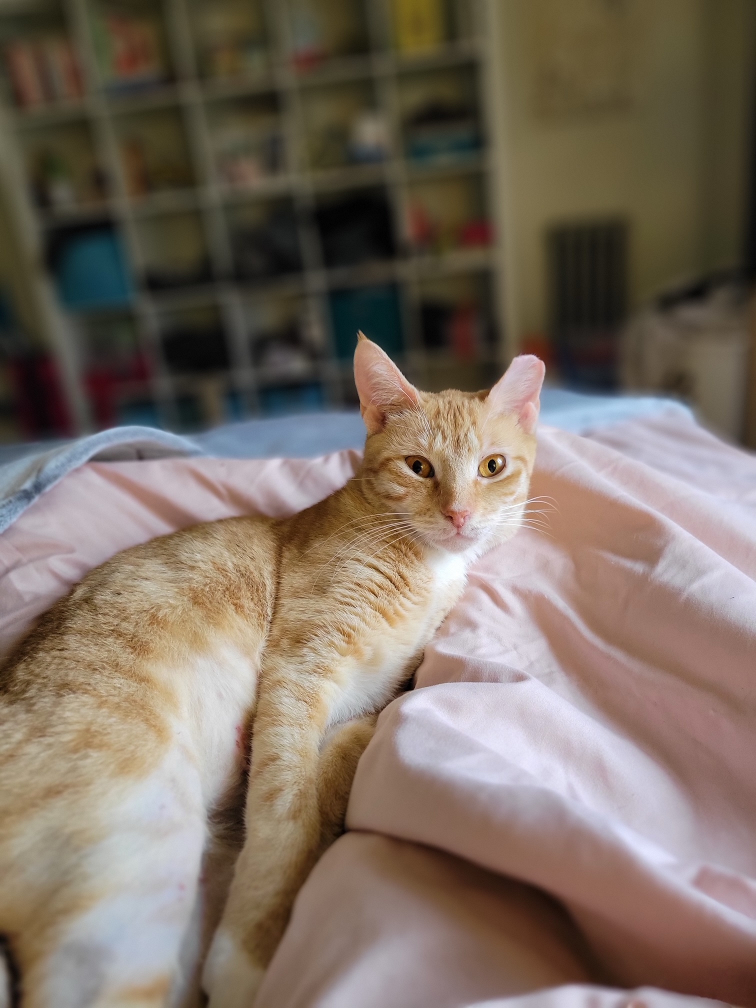 Tangerine, a Adoptable Domestic Short Hair in Kew Gardens, NY image 1/4