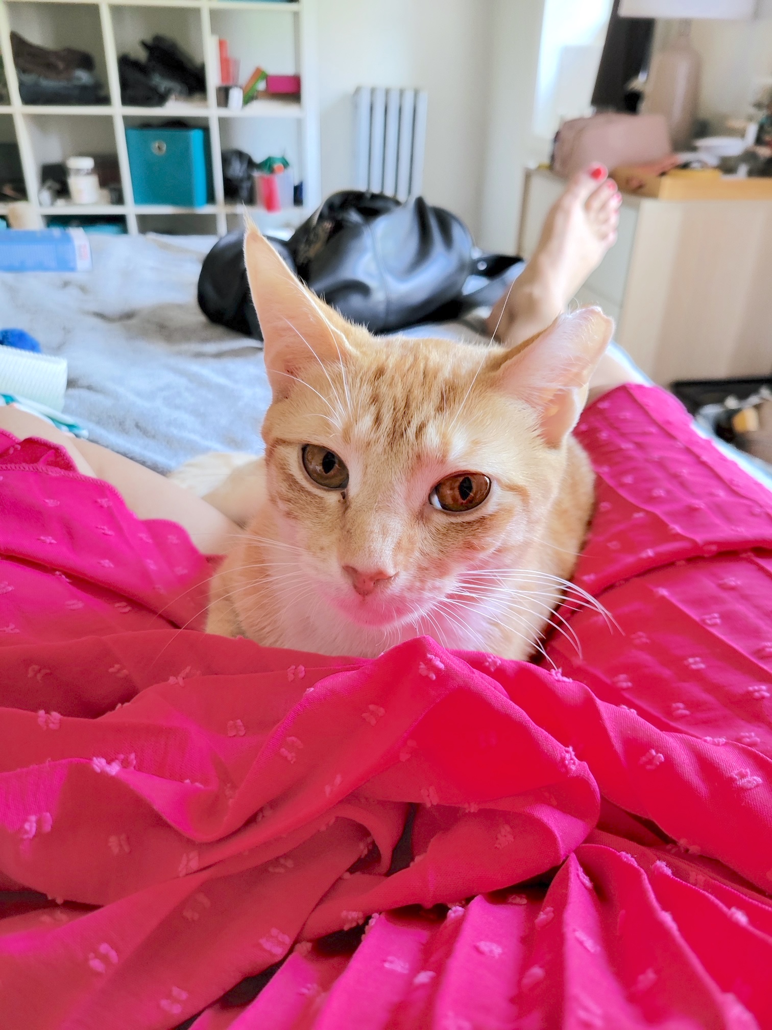 Tangerine, a Adoptable Domestic Short Hair in Kew Gardens, NY image 3/4