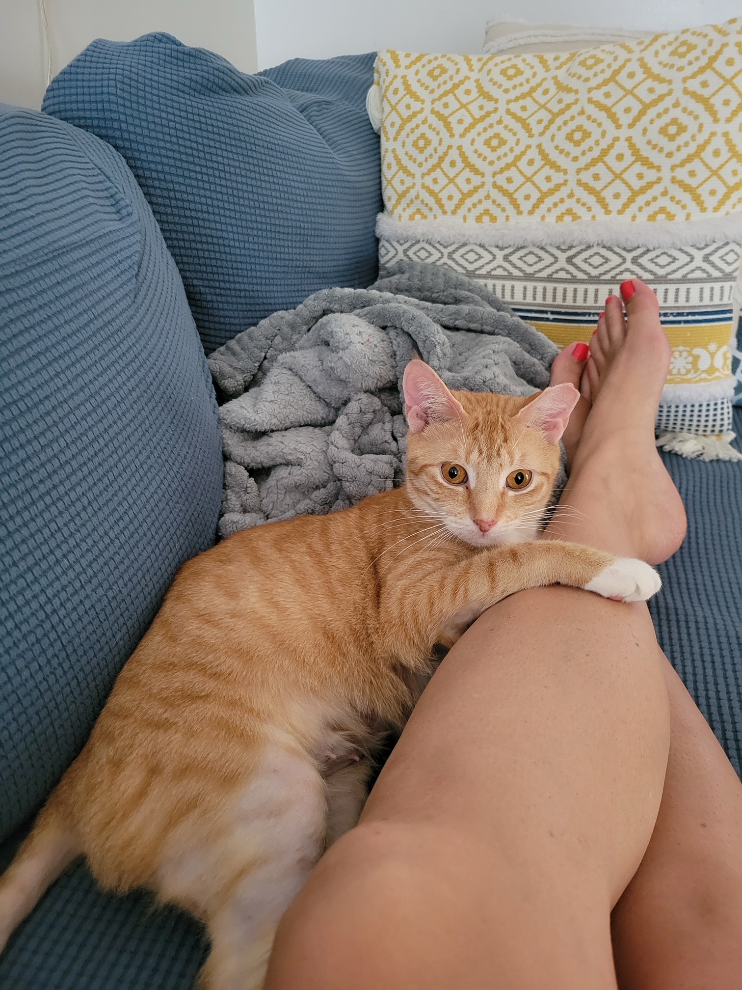 Tangerine, a Adoptable Domestic Short Hair in Kew Gardens, NY image 4/4