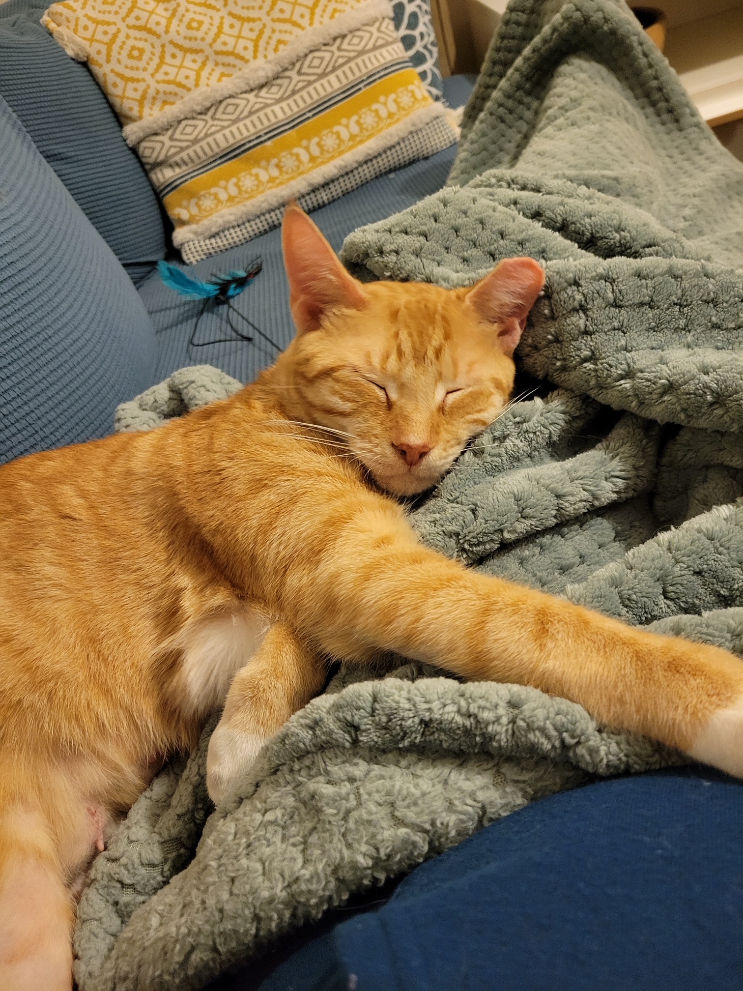 Tangerine, a Adoptable Domestic Short Hair in Kew Gardens, NY image 2/4