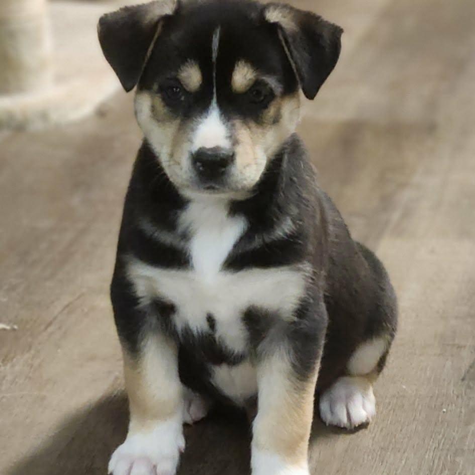 Enlarge Bean, an adopted mixed breed in Buffalo, NY image 5/6