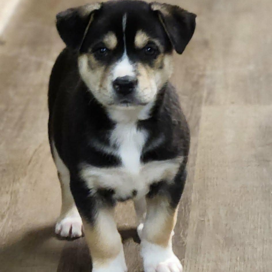 Enlarge Bean, an adopted mixed breed in Buffalo, NY image 6/6