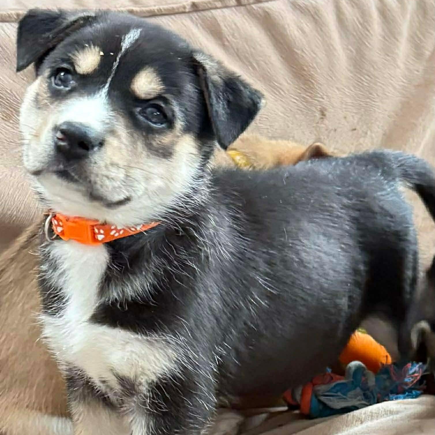 Enlarge Bean, an adopted mixed breed in Buffalo, NY image 2/6