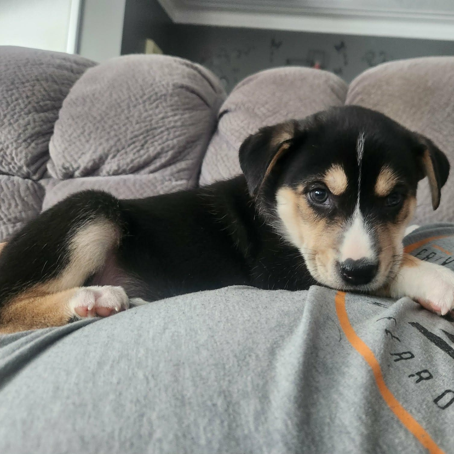 Bean, adopted, Puppy Male Husky & Cattle Dog.