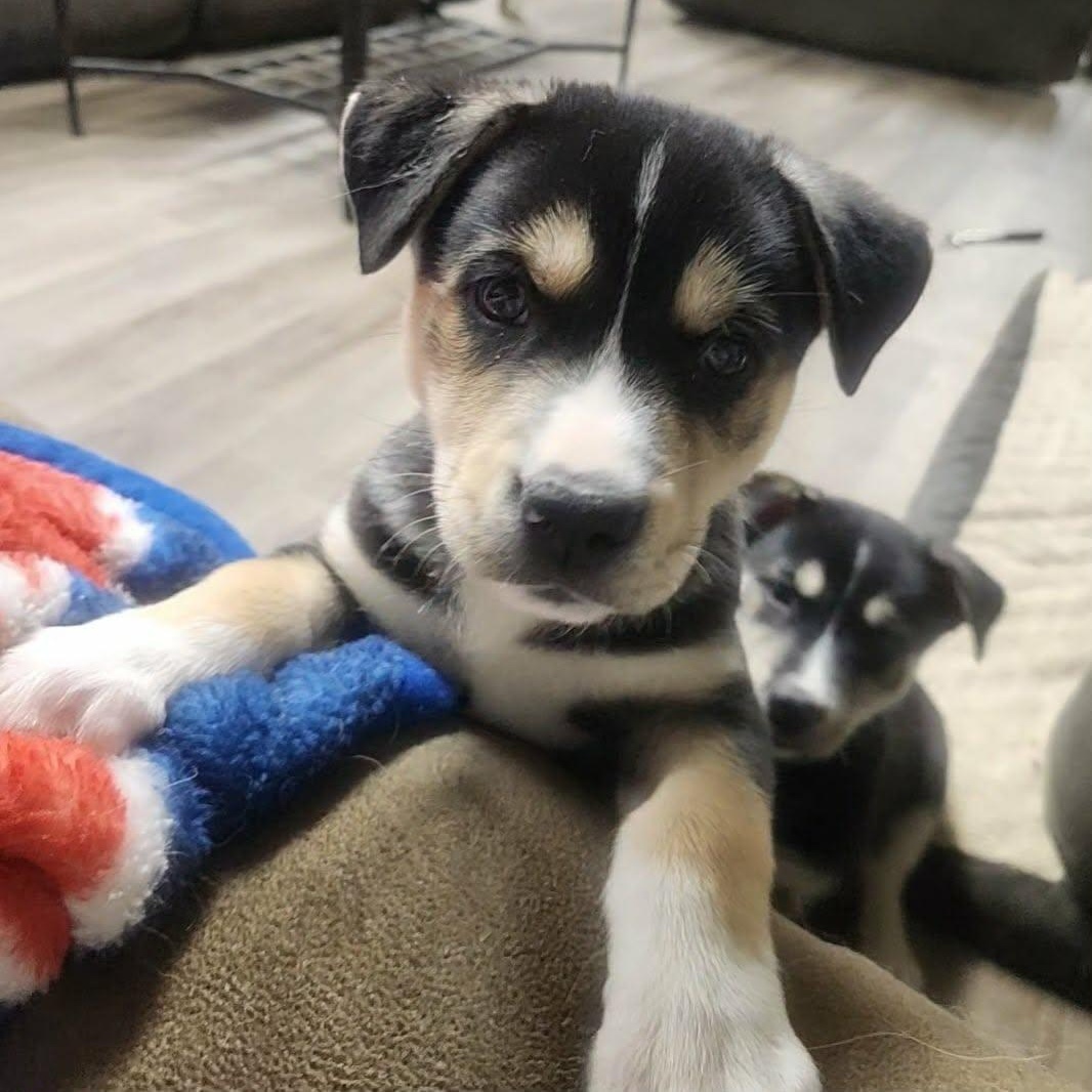 Enlarge Bean, an adopted mixed breed in Buffalo, NY image 4/6