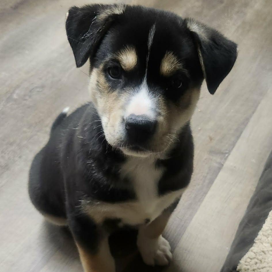 Enlarge Bean, an adopted mixed breed in Buffalo, NY image 3/6