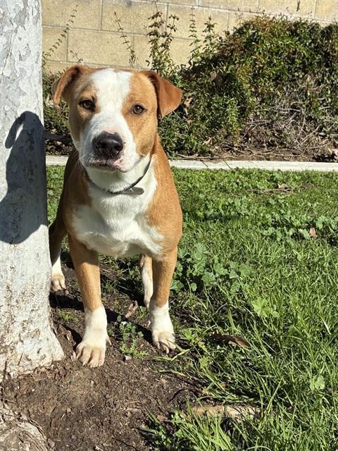 CALVIN, Adoptable, Adult Male Pit Bull Terrier.