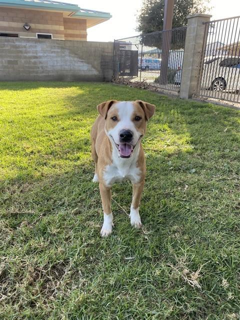 Enlarge CALVIN, a Adoptable Pit Bull Terrier in Riverside, CA image 1/1