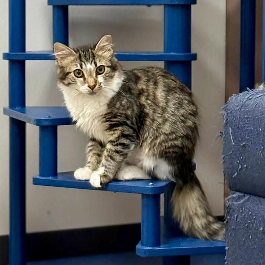 Enlarge Jarvi, a Adoptable Domestic Medium Hair in Apex, NC image 1/6
