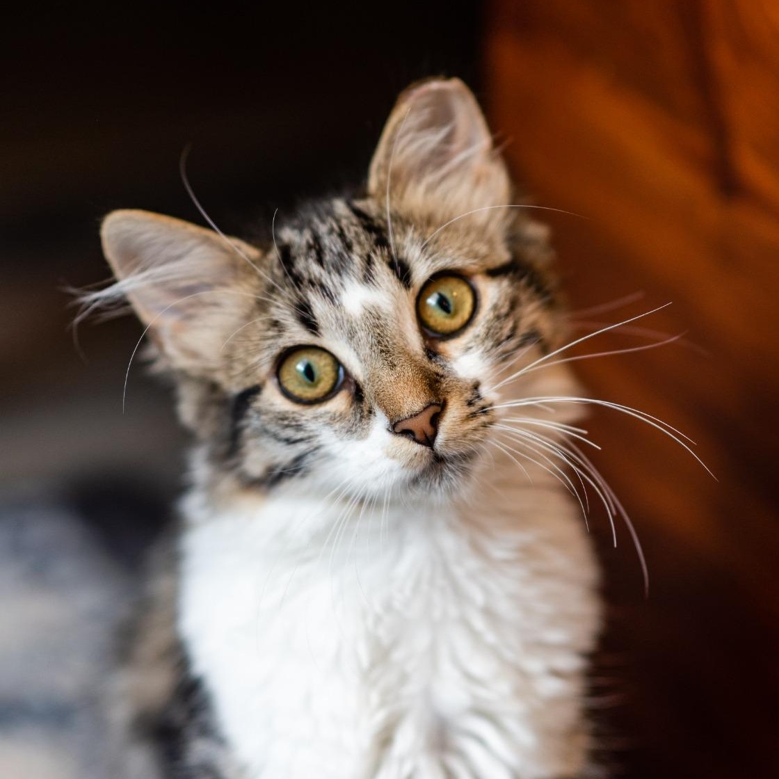 Jarvi, Adoptable, Kitten Female Domestic Medium Hair.