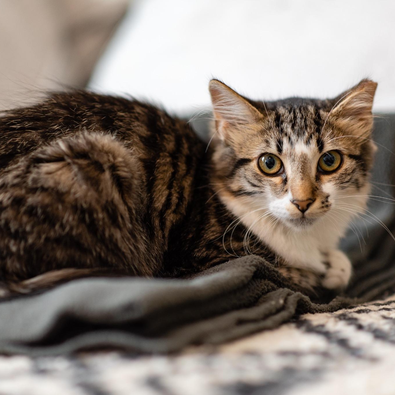 Jarvi, a Adoptable Domestic Medium Hair in Apex, NC image 3/4