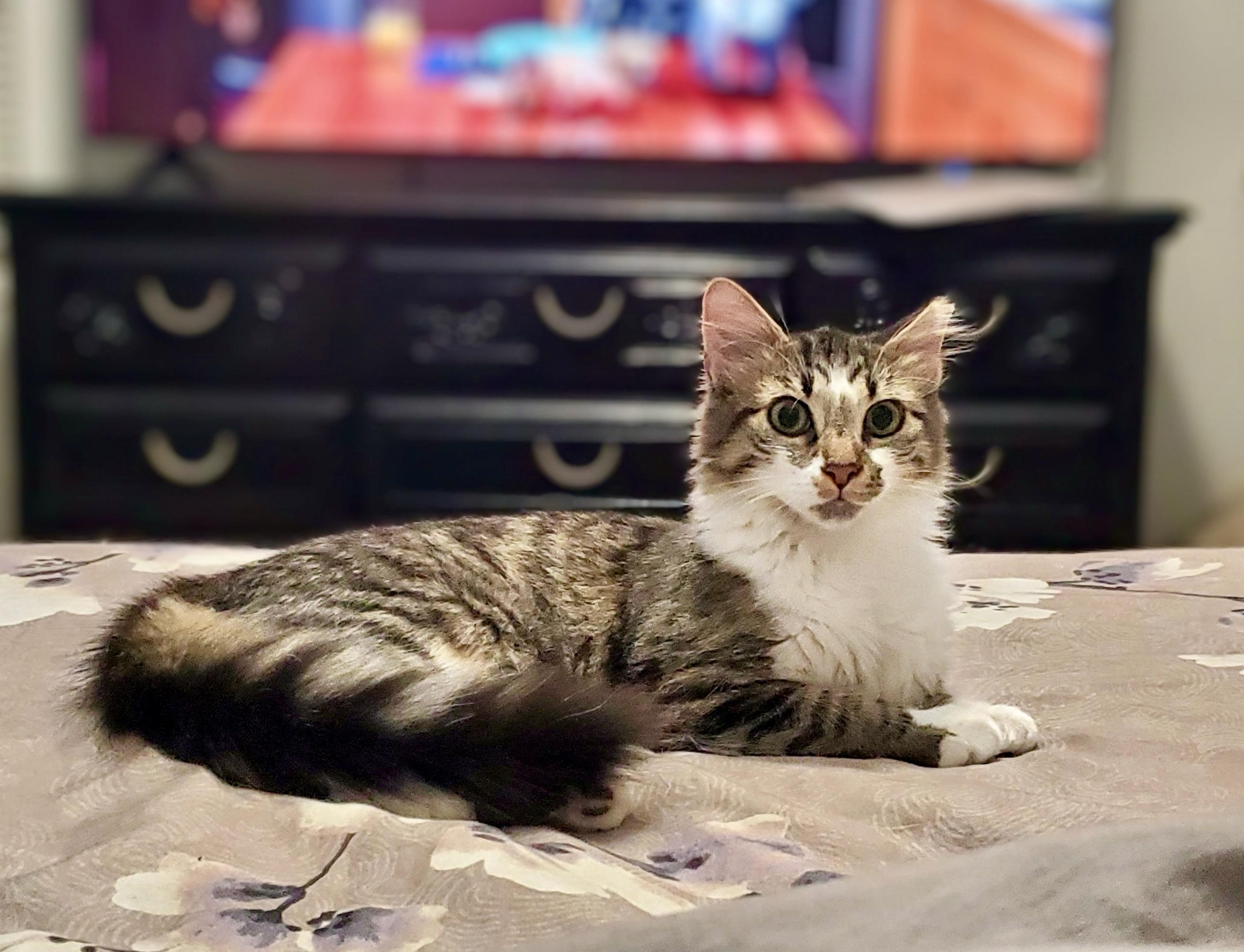 Enlarge Jarvi, a Adoptable Domestic Medium Hair in Apex, NC image 6/6
