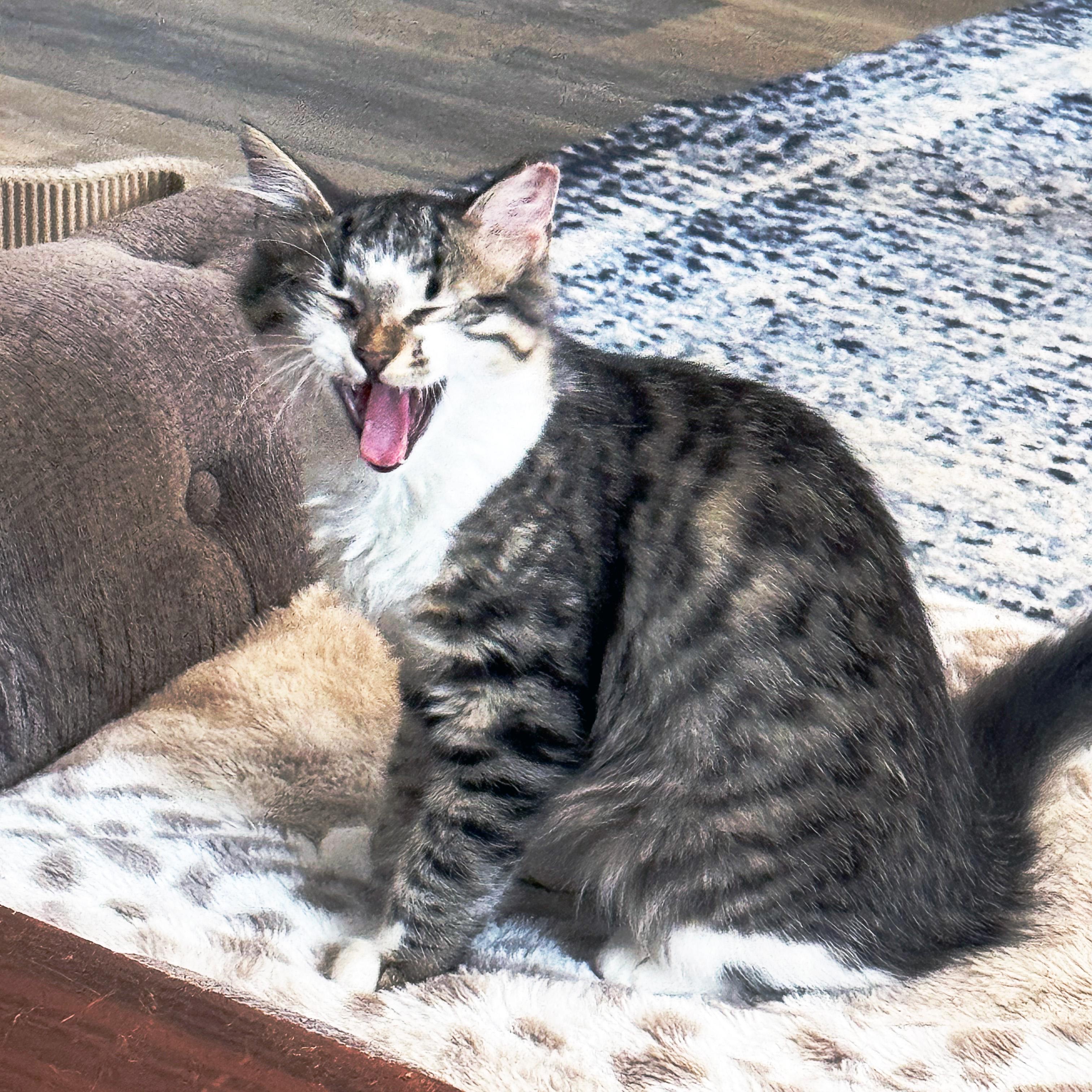 Jarvi, a Adoptable Domestic Medium Hair in Apex, NC image 4/4