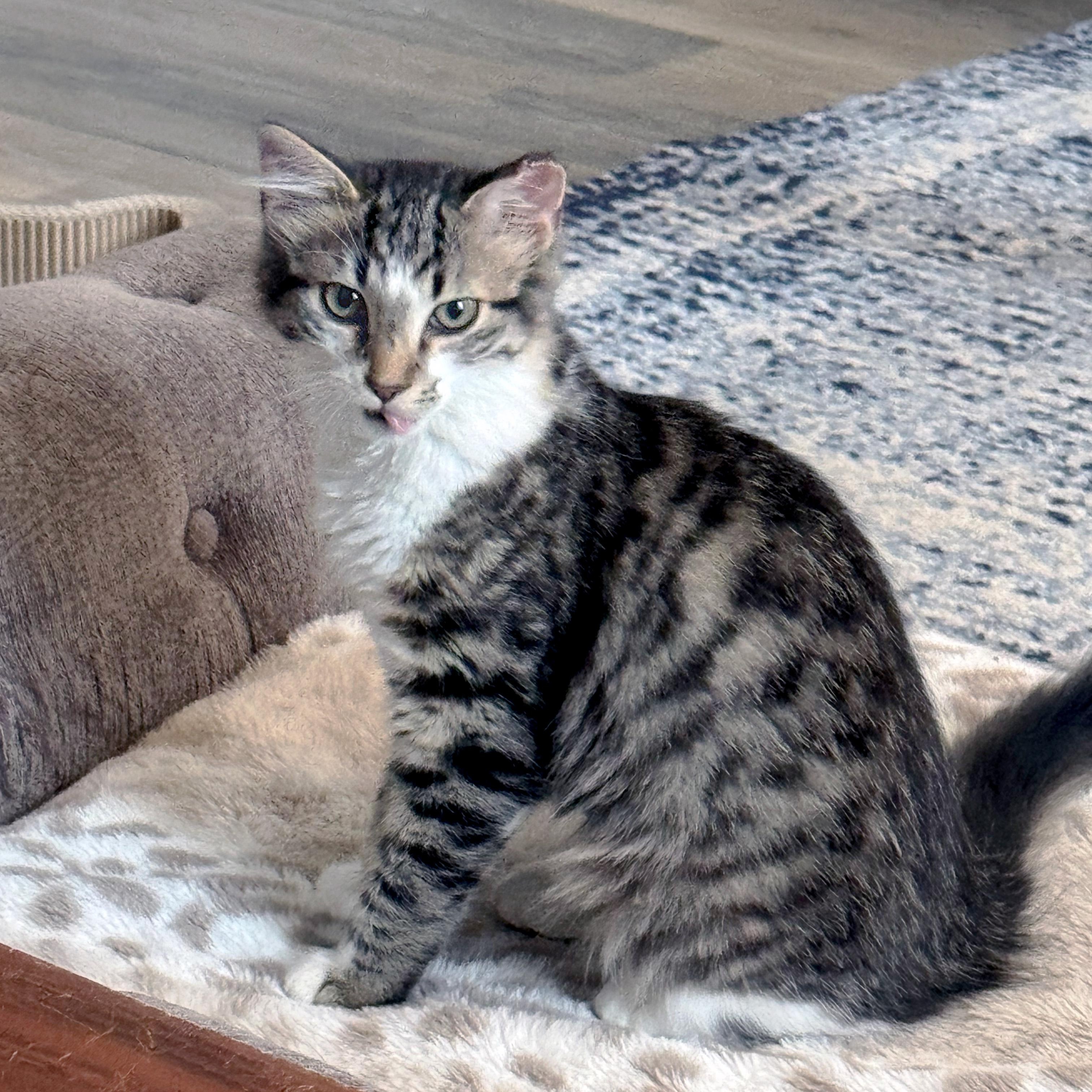 Jarvi, a Adoptable Domestic Medium Hair in Apex, NC image 2/4