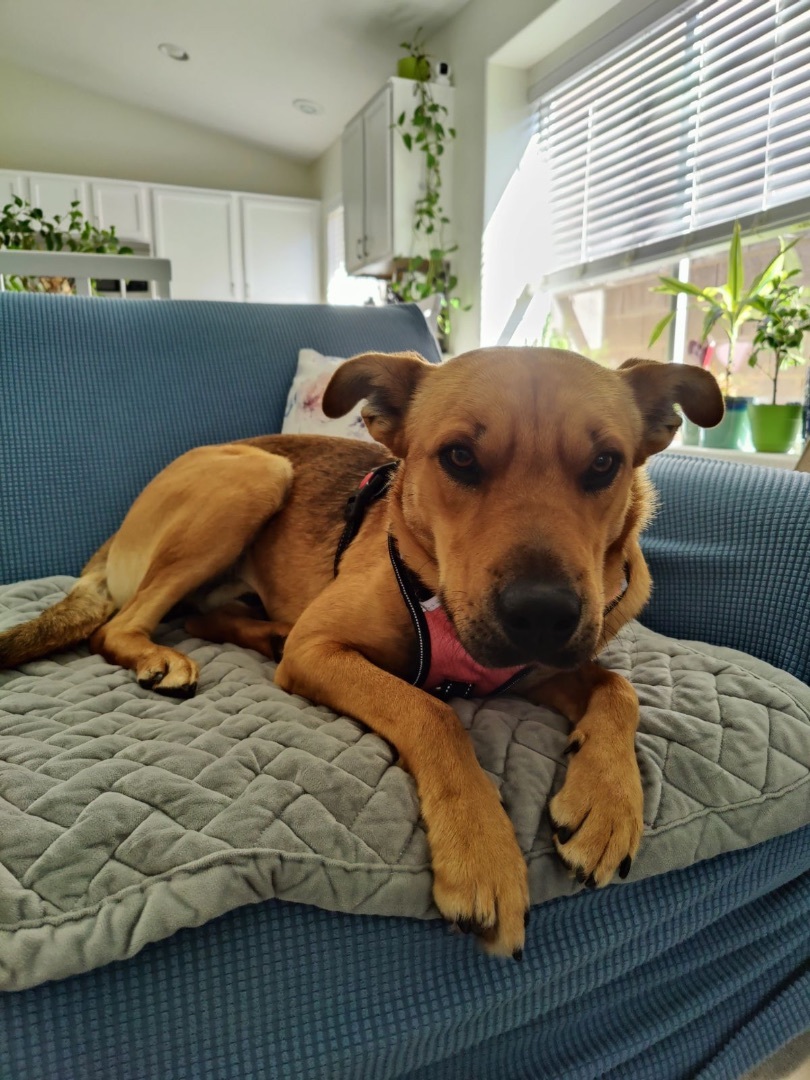 Enlarge Ricky, a Adopted mixed breed in Glendale, AZ image 1/6