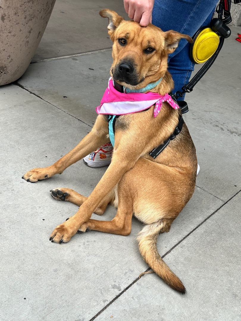 Enlarge Ricky, a Adopted mixed breed in Glendale, AZ image 2/6