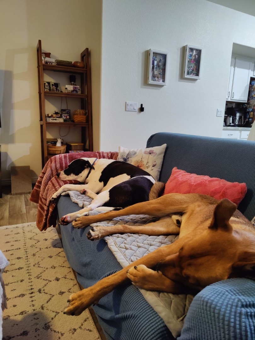 Enlarge Ricky, a Adopted mixed breed in Glendale, AZ image 3/6