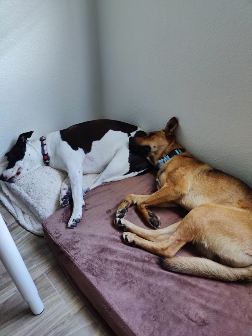 Enlarge Ricky, a Adopted mixed breed in Glendale, AZ image 4/6