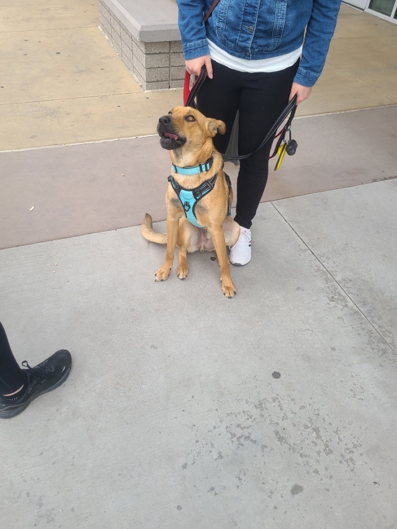 Enlarge Ricky, a Adopted mixed breed in Glendale, AZ image 5/6