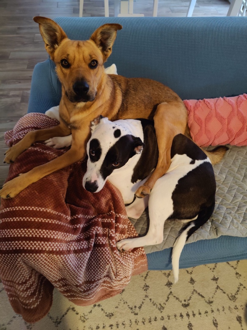 Ricky, Adopted, Young Male German Shepherd Dog.